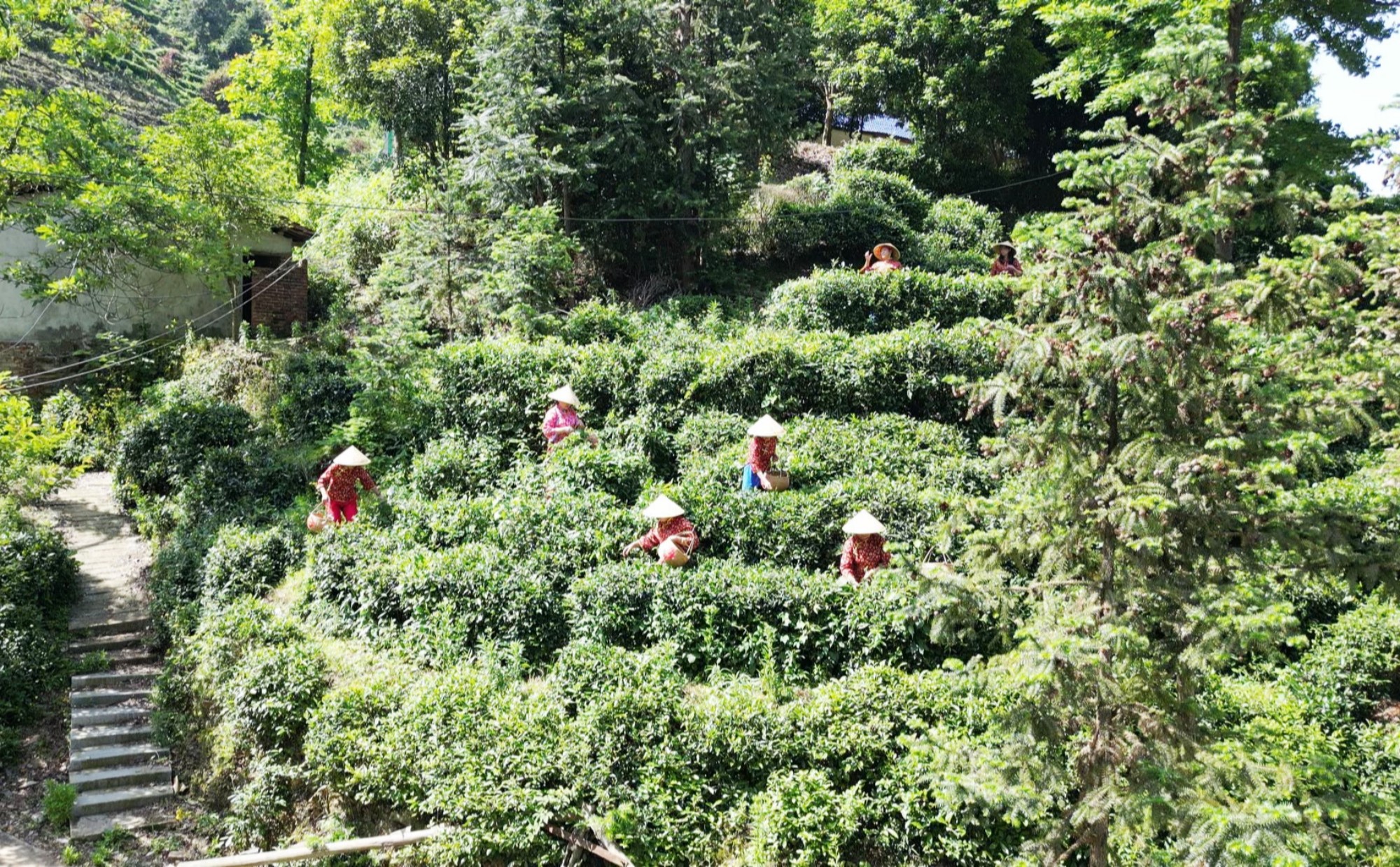 白石茶園001_副本.jpg